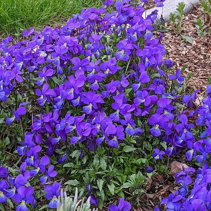 corsican-perennial-viola Corsican Perennial Viola