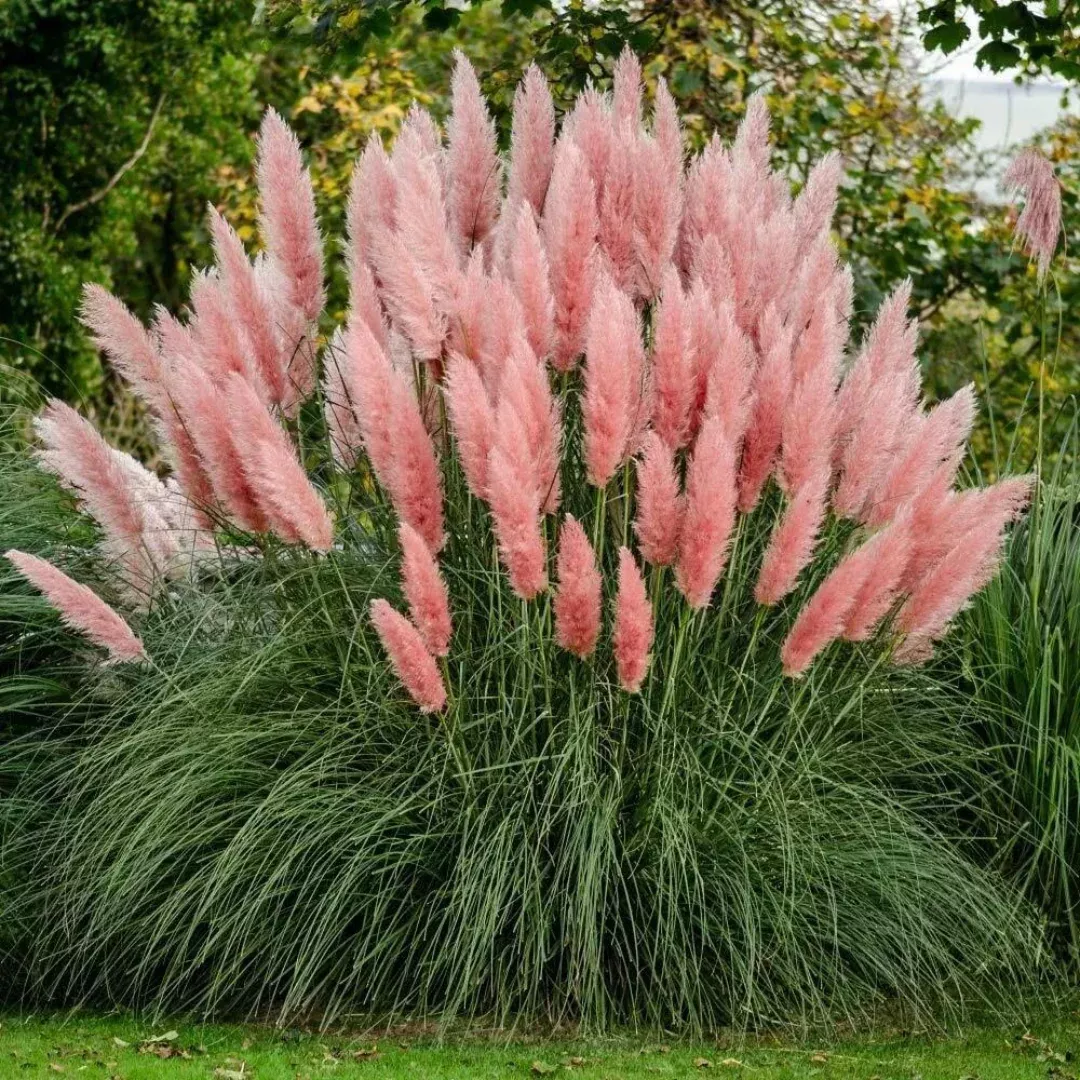 cortaderia-rosea Cortaderia 'Rosea'