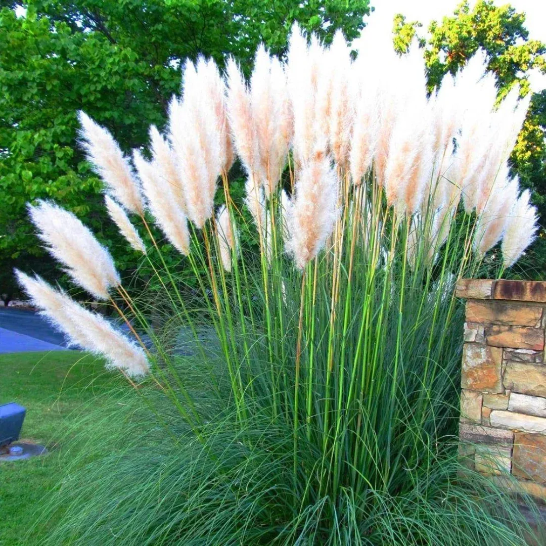 cortaderia-white-feather Cortaderia 'White Feather'