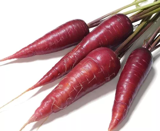 Cosmic Purple Carrot - Daucus carota Seeds