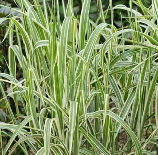 cosmopolitan-maiden-grass Cosmopolitan Maiden Grass