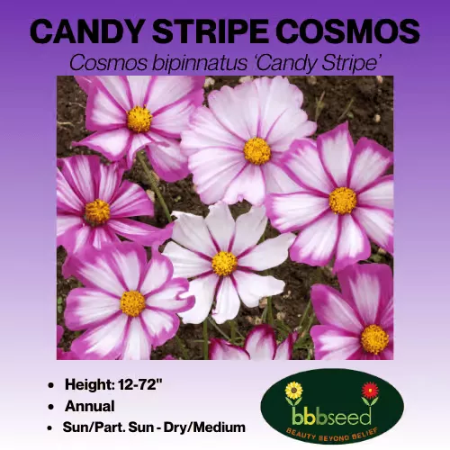 Cosmos – Cosmos bipinnatus ‘Candy Stripe’