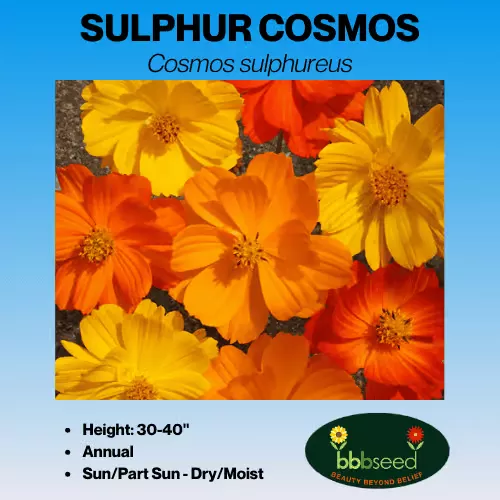 Cosmos, Sulphur – Cosmos sulphureus