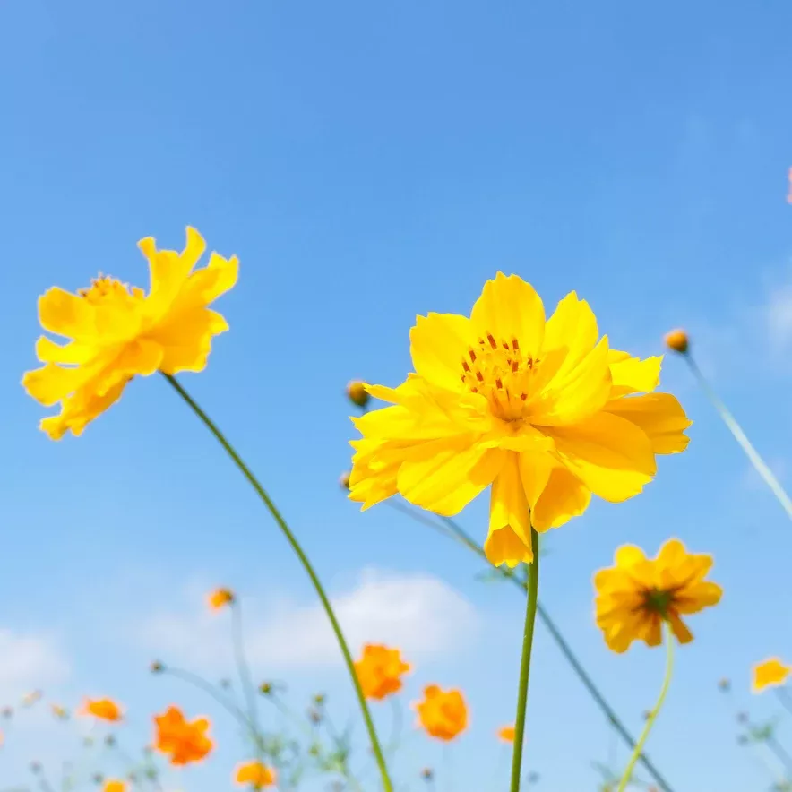 cosmos-yellow-sulphur-flower-seeds Cosmos, Yellow Sulphur Flower seeds