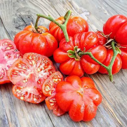 costoluto-genovese-tomato Costoluto Genovese Tomato