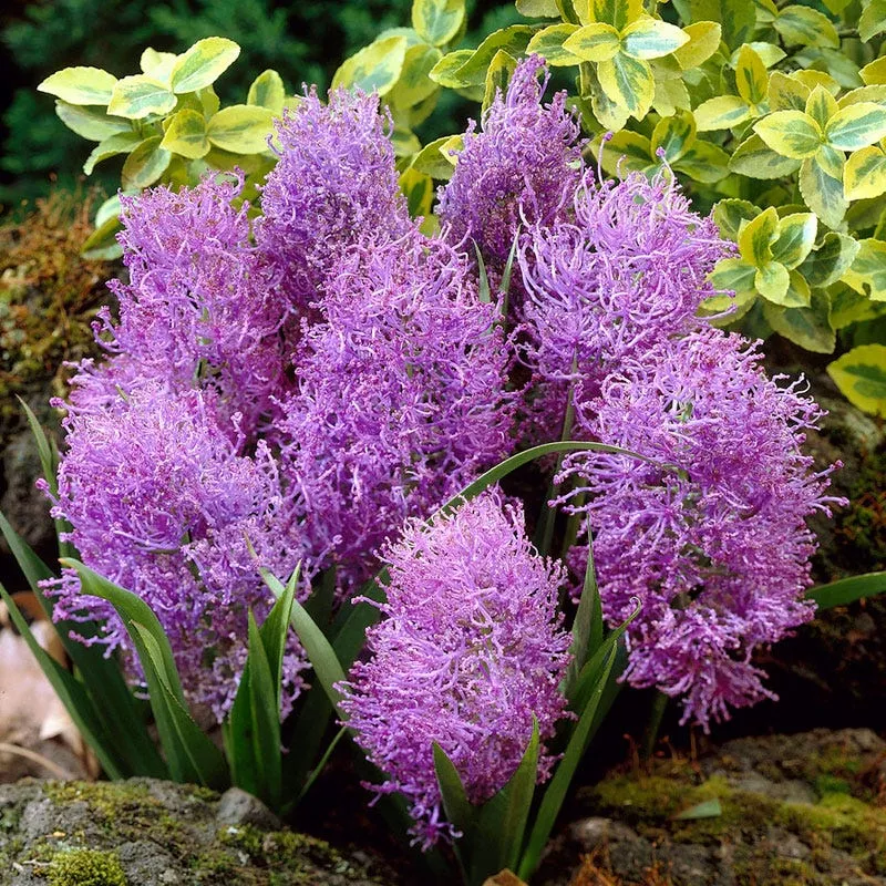 cotton-candy-grape-hyacinth Cotton Candy Grape Hyacinth