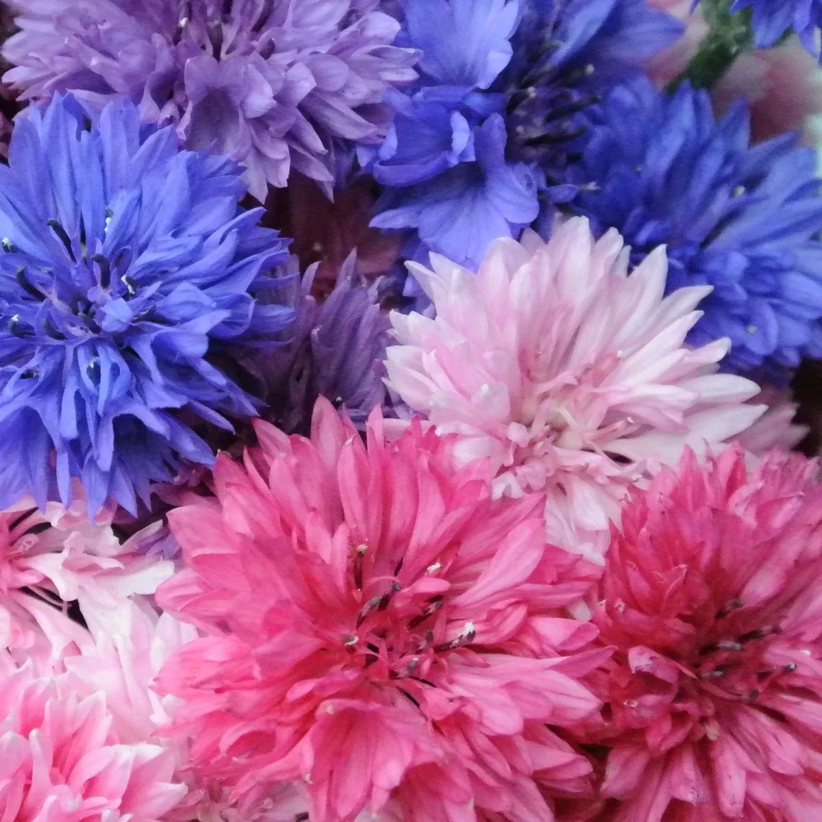 Cotton Candy Mix Tall Bachelor Button