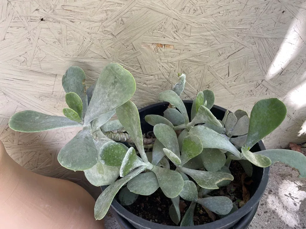 cotyledon-orbiculata-silver-dollar Cotyledon orbiculata 'Silver Dollar'