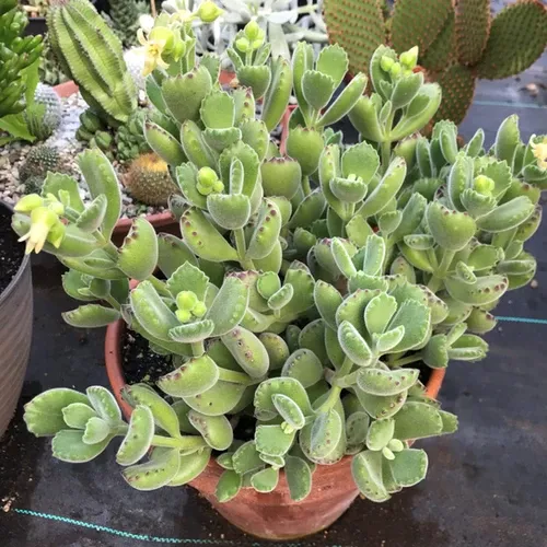 cotyledon-tomentosa-bear-hand Cotyledon (Tomentosa Bear Hand)
