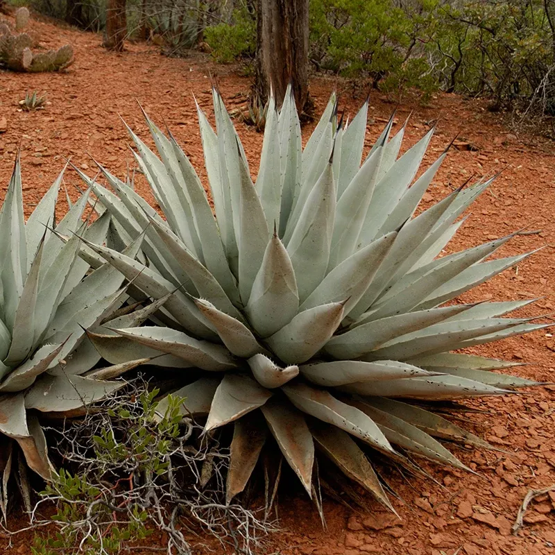 coues-century-plant-agave Coues Century Plant (Agave)