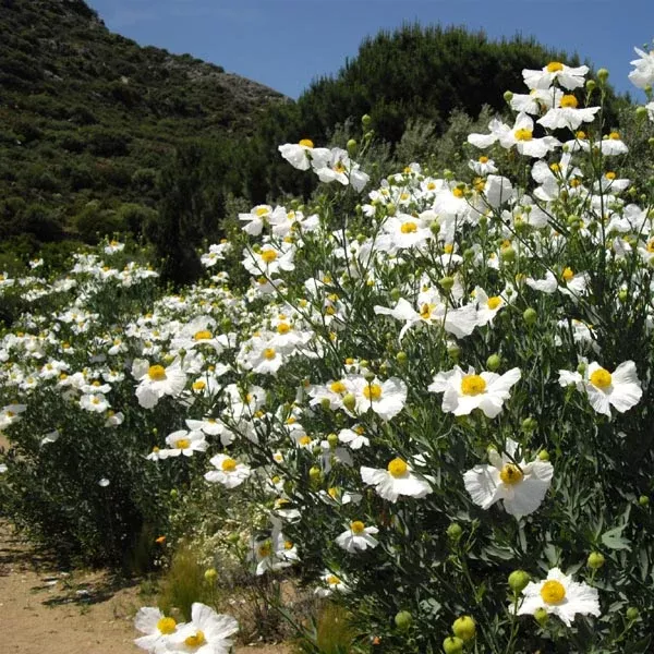 coulter-s-matilija-poppy Coulter's Matilija Poppy