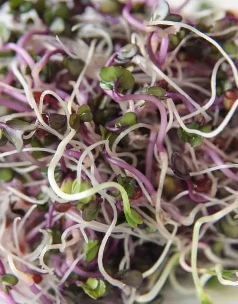 country-delight-sprouting-seed-mix-5-varieties-organic-non-gmo-heirloom-seeds-mi Country Delight Sprouting Seed Mix - 5 Varieties - Organic - Non Gmo - Heirloom Seeds – Microgreen Seeds - USA Garden Seeds