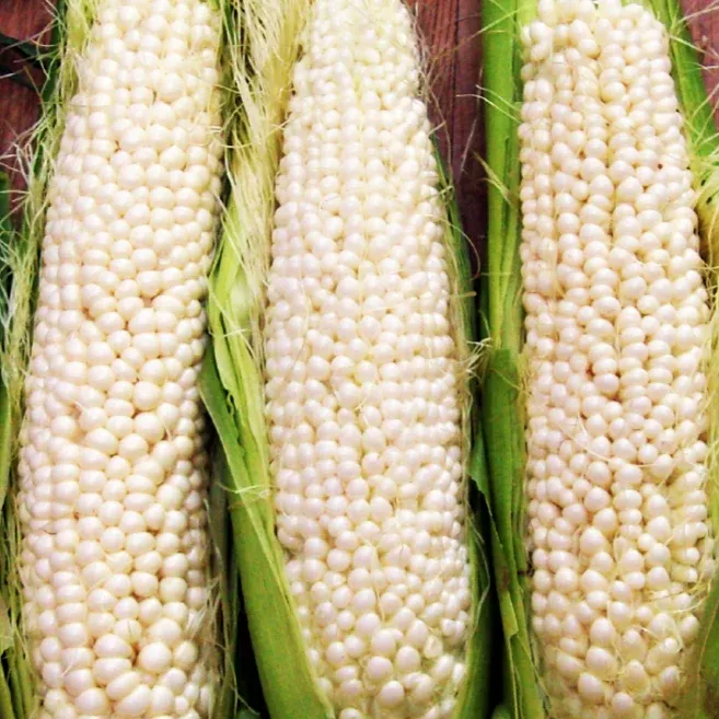 country-gentleman-sweet-corn-white-shoepeg Country Gentleman Sweet Corn (White Shoepeg)