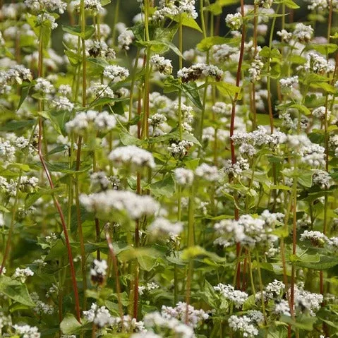 Cover Crop - Buckwheat seeds