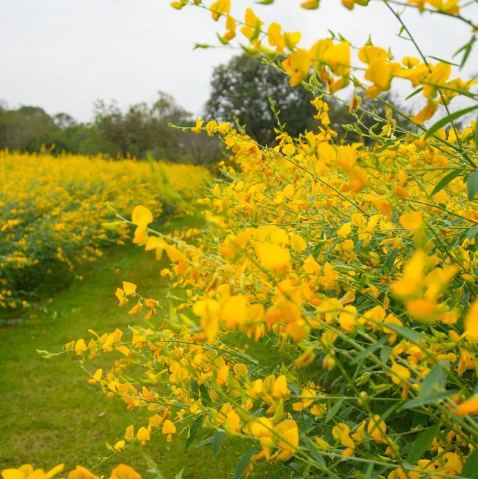 Cover Crop - New Sunn Hemp seeds