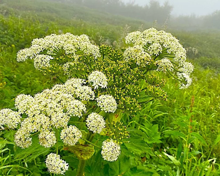 cow-parsnip-seeds-heracleum-maximum Cow Parsnip Seeds (Heracleum maximum)