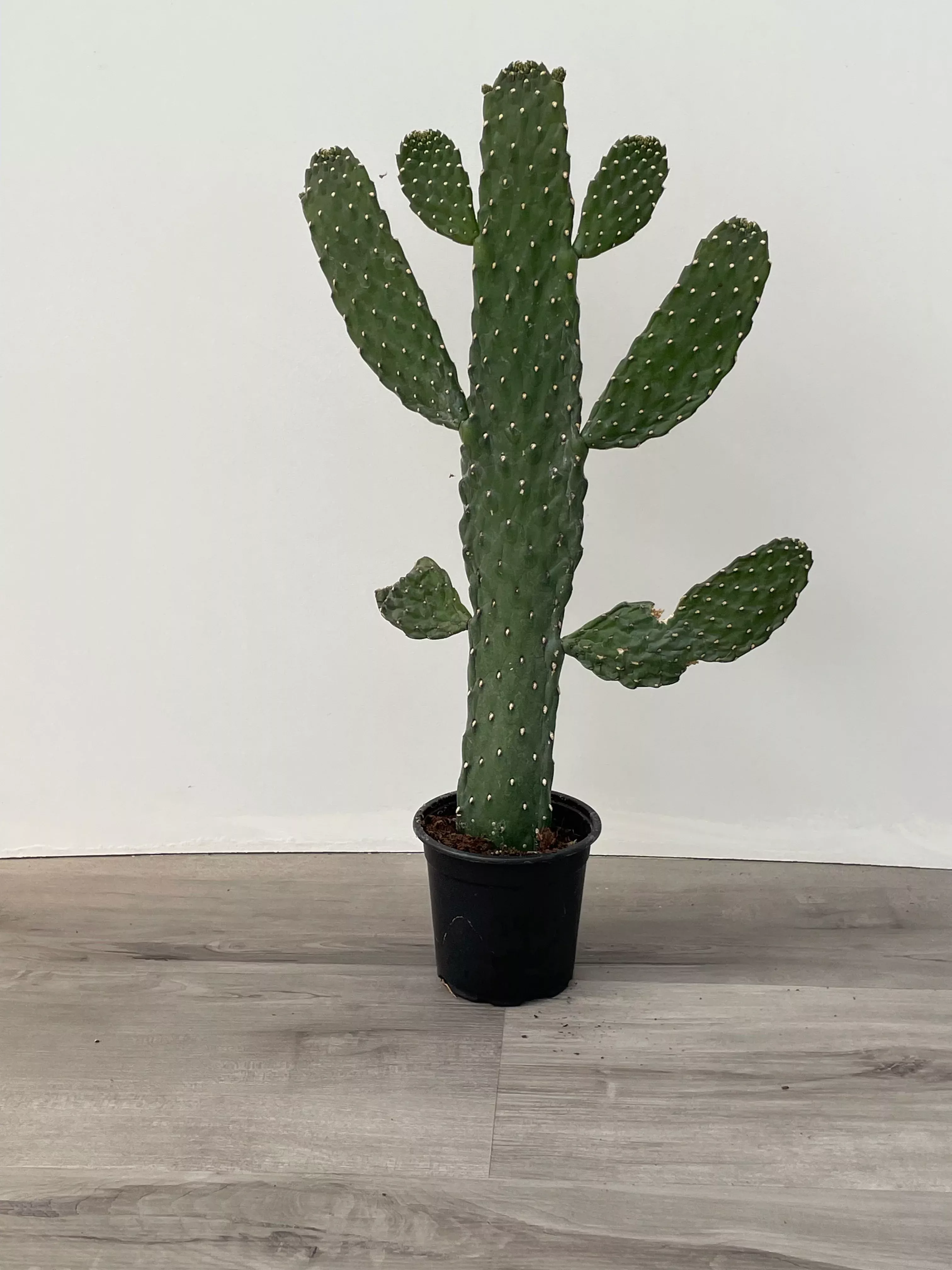 cowboy-cactus Cowboy Cactus