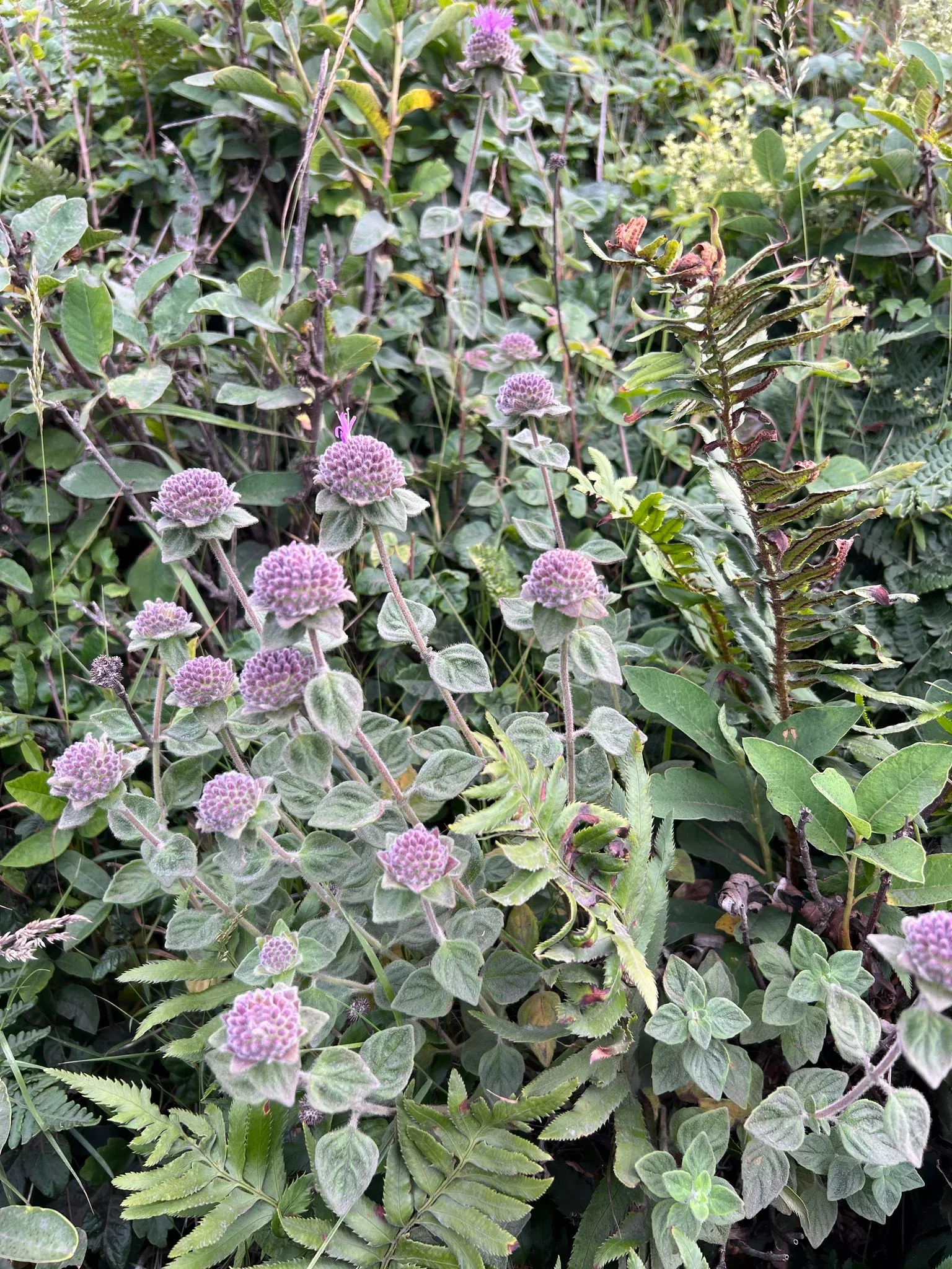coyote-mint Coyote Mint