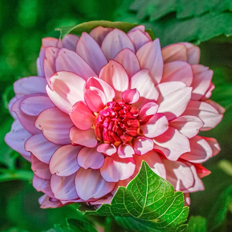 cr-me-de-cassis-decorative-dahlia Crème de Cassis Decorative Dahlia