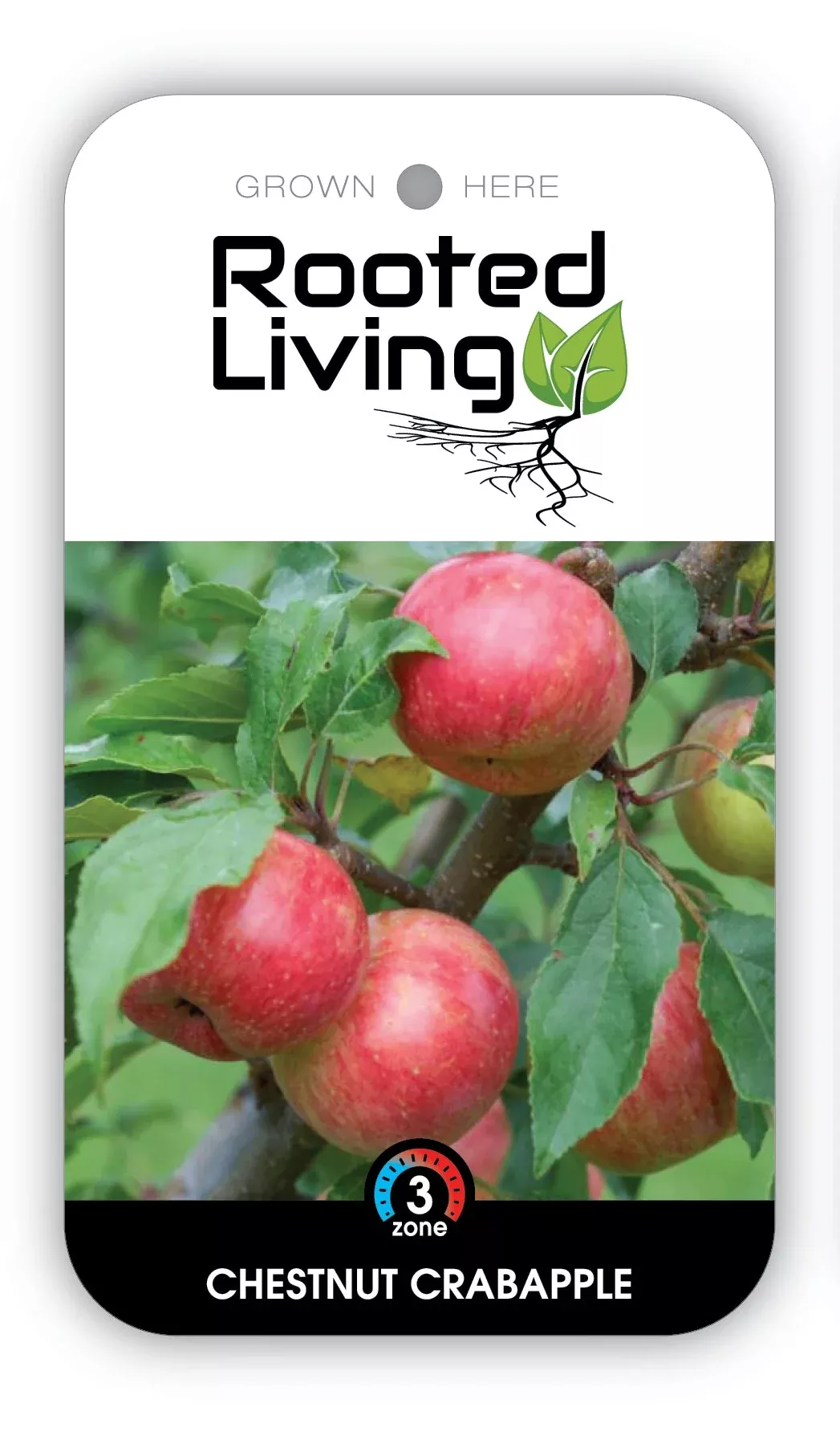 crabapple-chestnut Crabapple 'Chestnut'