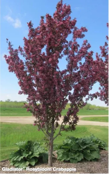 crabapple-gladiator-rosybloom-10gal-br Crabapple: 'Gladiator Rosybloom' -10Gal (Br)