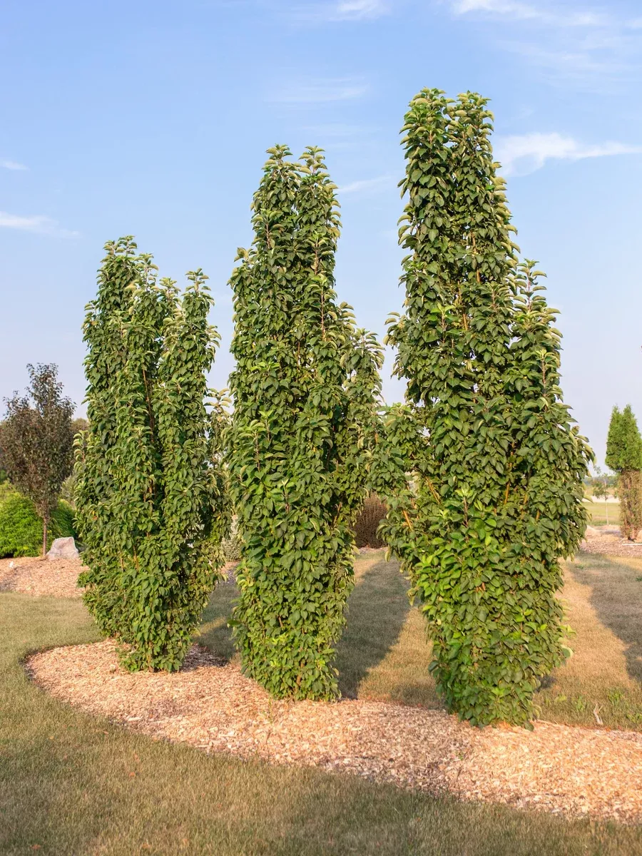 crabapple-green-wall-flowering-7gal-bl Crabapple:'Green Wall Flowering'- 7Gal (Bl)