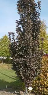 crabapple-purple-spire-columnar-5-gal-bl Crabapple: 'Purple Spire Columnar' - 5 Gal (Bl)