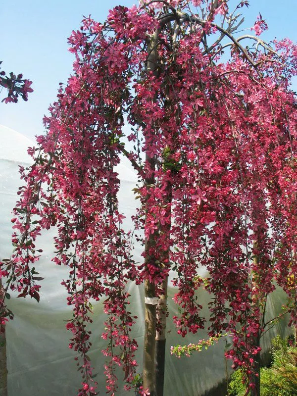 crabapple-royal-beauty-weeping-5-gal-bl Crabapple:'Royal Beauty Weeping' -5 Gal (Bl)