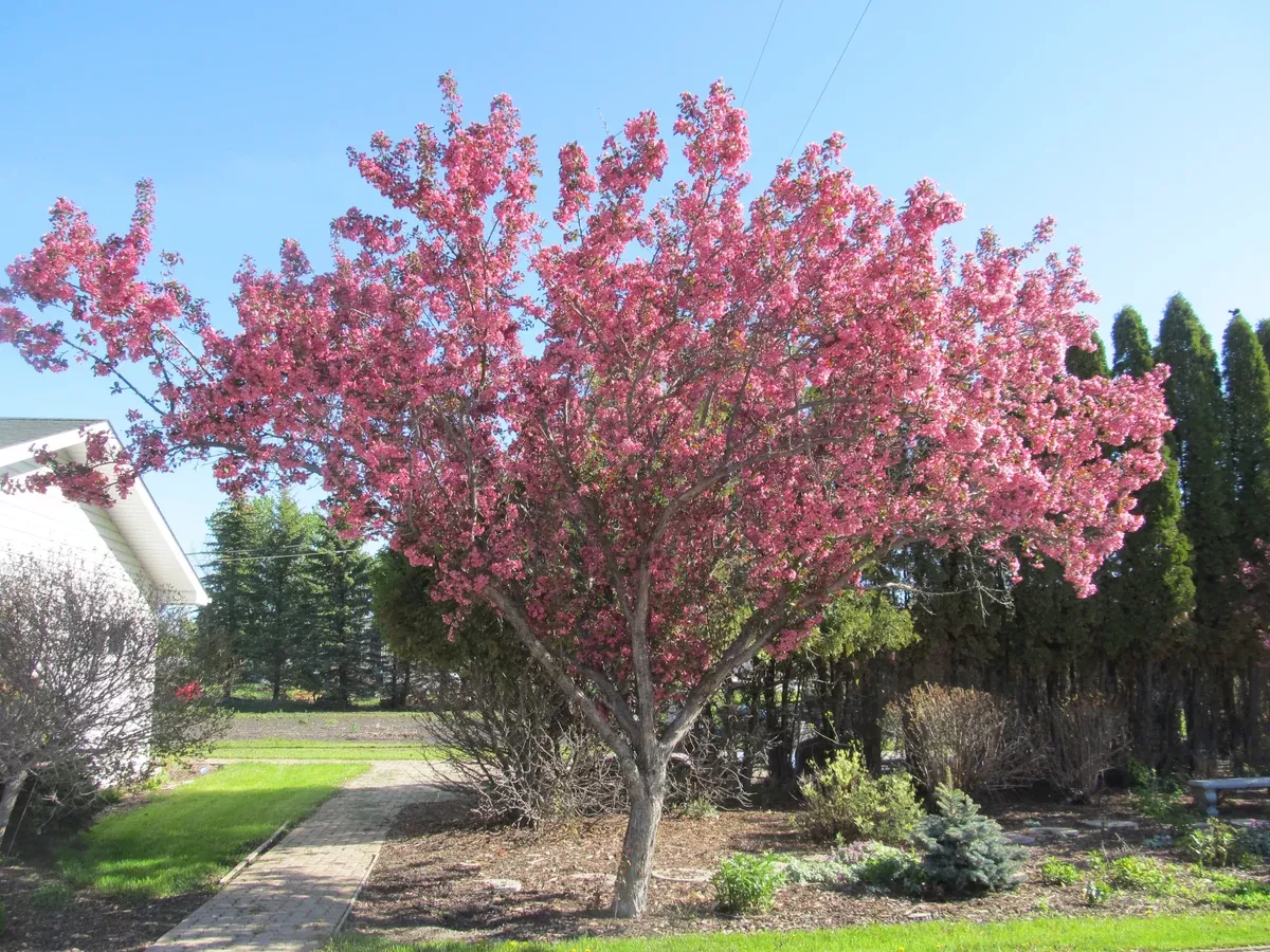 crabapple-thunderchild-20gal-br Crabapple: 'Thunderchild' - 20Gal (Br)