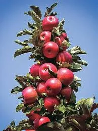 crabapple-treasured-5gal-br Crabapple:'TreasuRed' - 5Gal (Br)