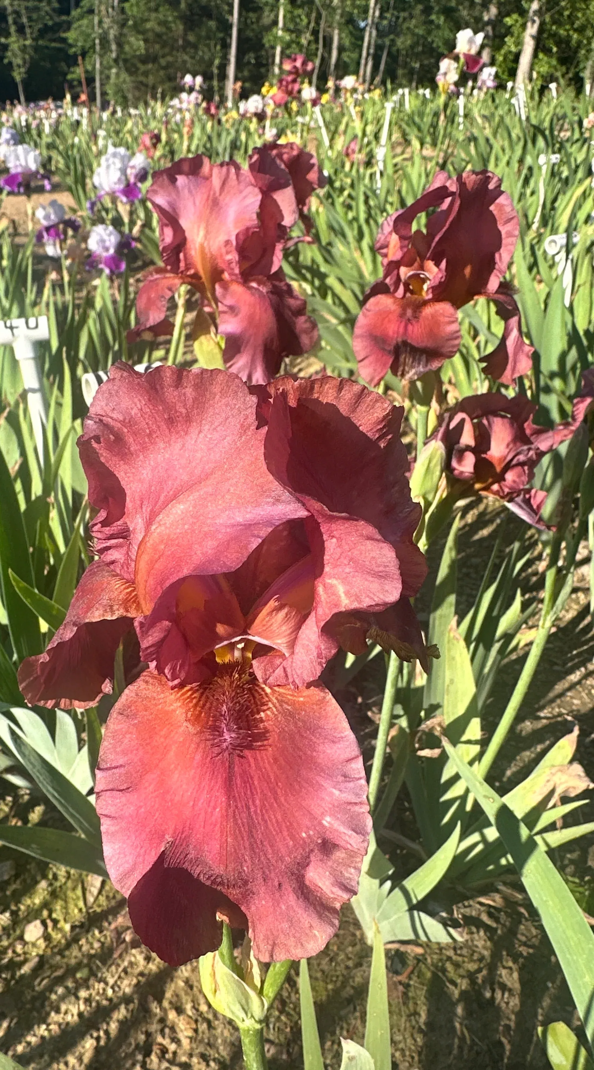cracklin-burgundy Cracklin Burgundy
