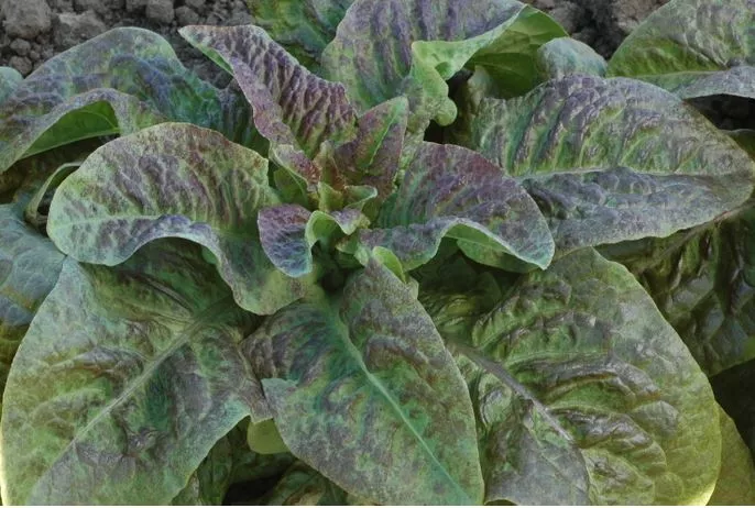 Cracoviensis Lettuce