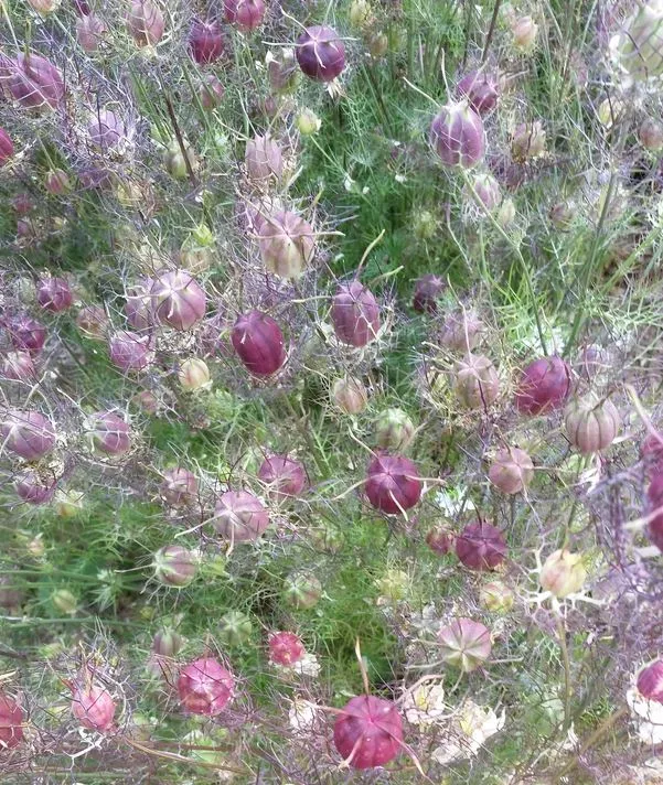 Cramer’s Plum Nigella