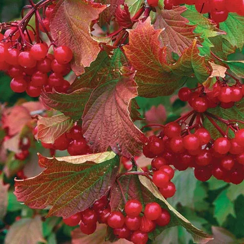 cranberry-bailey-compact-american-5gal-bl Cranberry: 'Bailey Compact American' 5Gal (Bl)