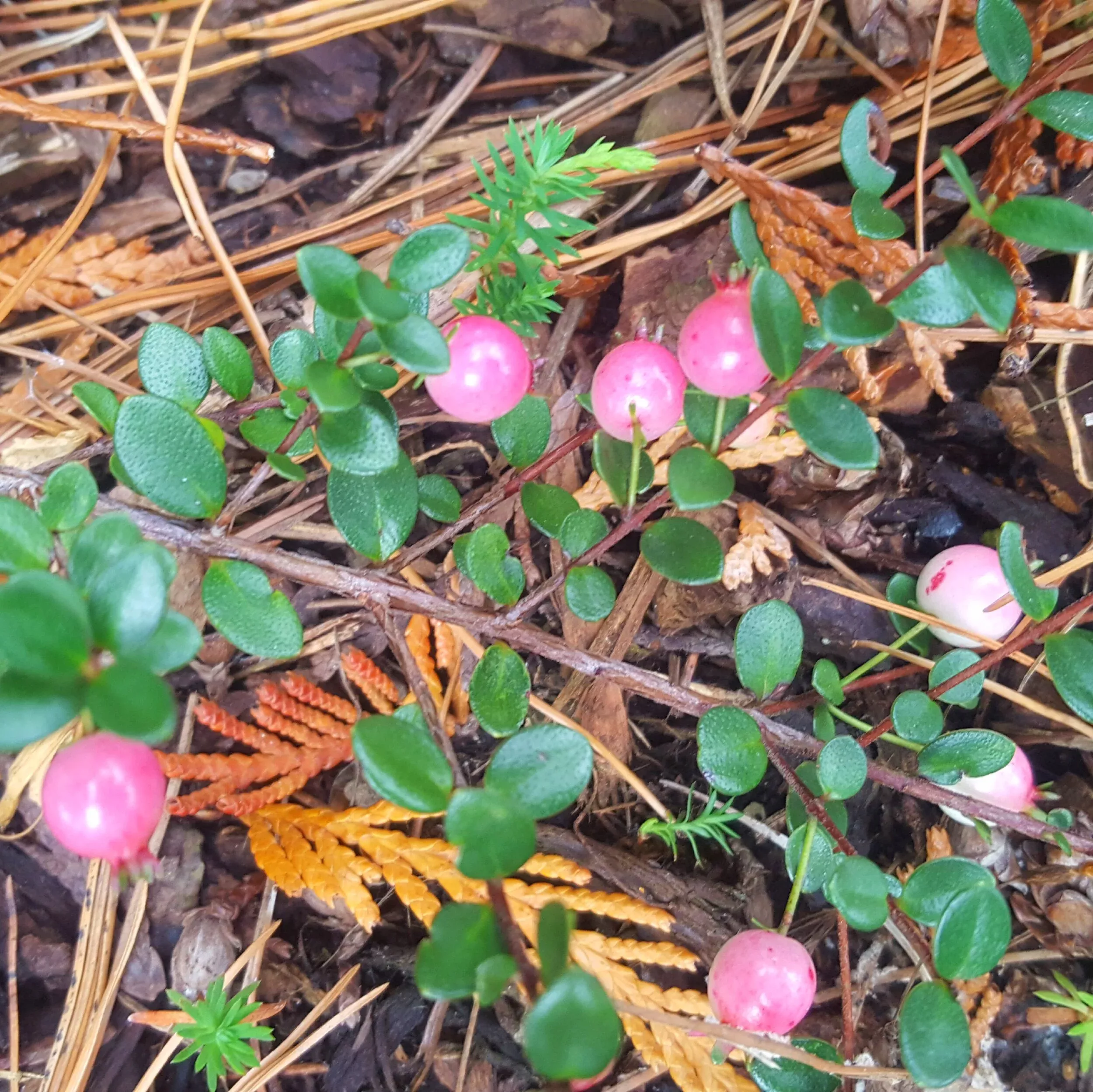 cranberry-myrtle Cranberry Myrtle
