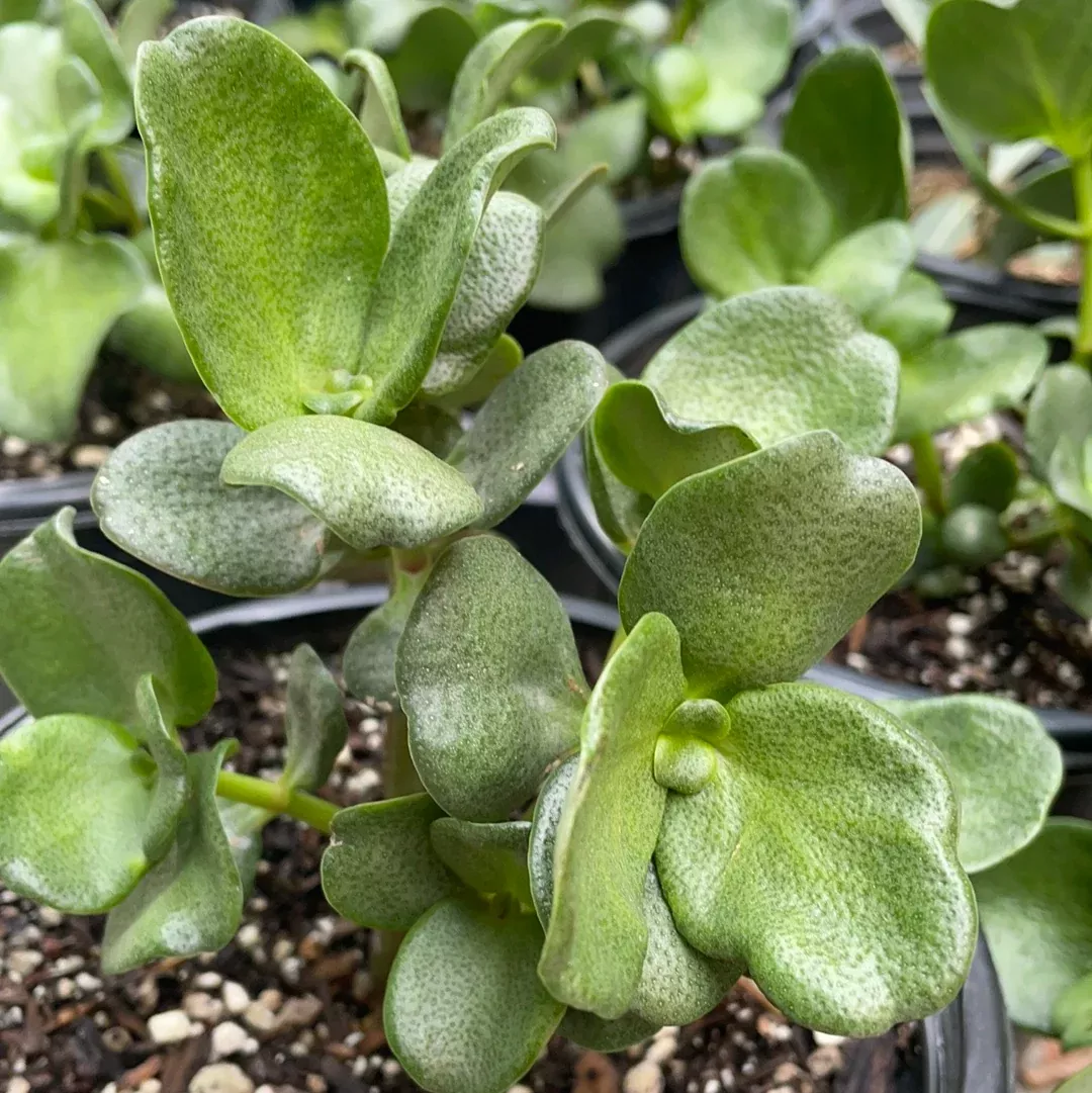 crassula-multicava-fairy-crassula Crassula multicava (fairy crassula)