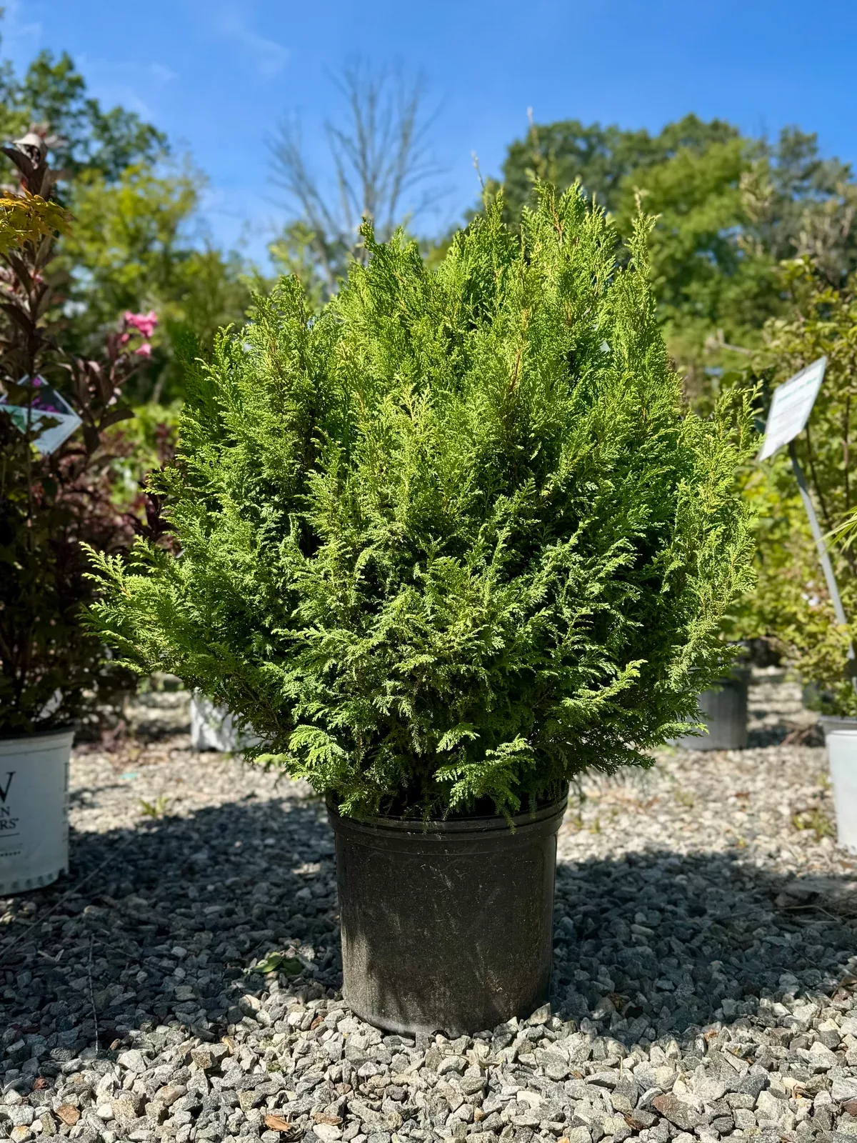 cream-ball-japanese-false-cypress Cream Ball Japanese False Cypress