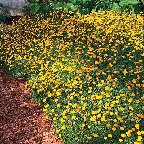 creeping-gold-buttons-cotula Creeping Gold Buttons (Cotula)