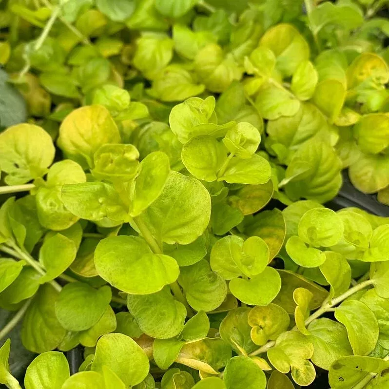 Creeping Jenny