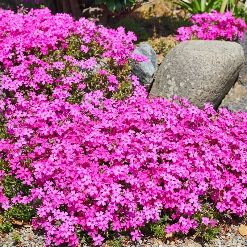 creeping-phlox-drummond-s-pink Creeping Phlox 'Drummond's Pink'