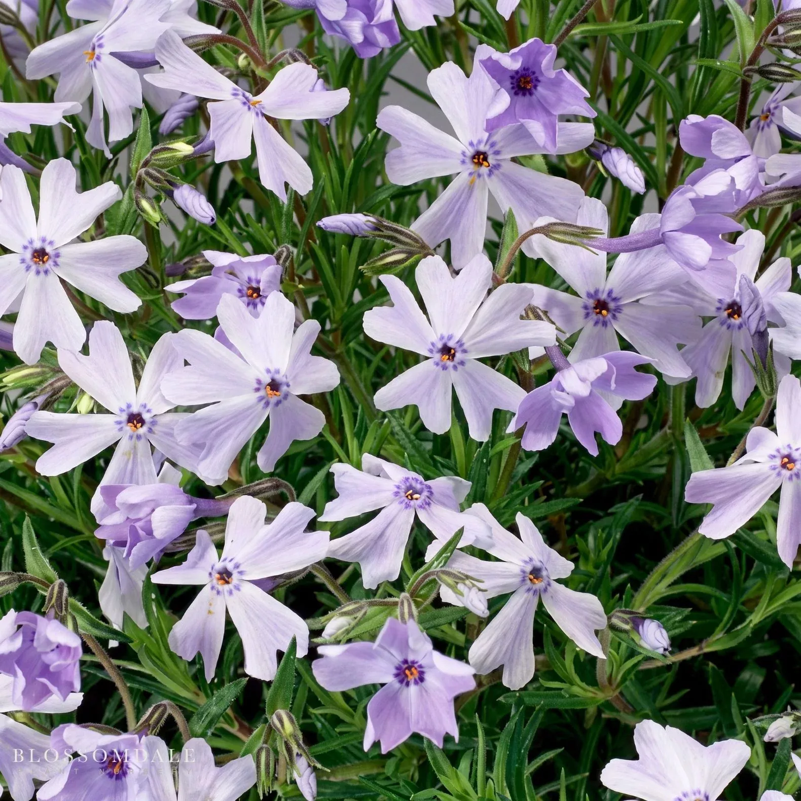creeping-phlox-emerald-cushion-blue Creeping Phlox 'Emerald Cushion Blue'