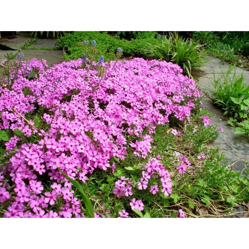 Creeping Phlox 'Emerald Pink'