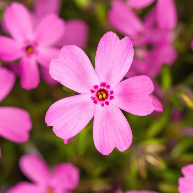creeping-phlox-goldiphlox-rose Creeping Phlox 'Goldiphlox Rose'