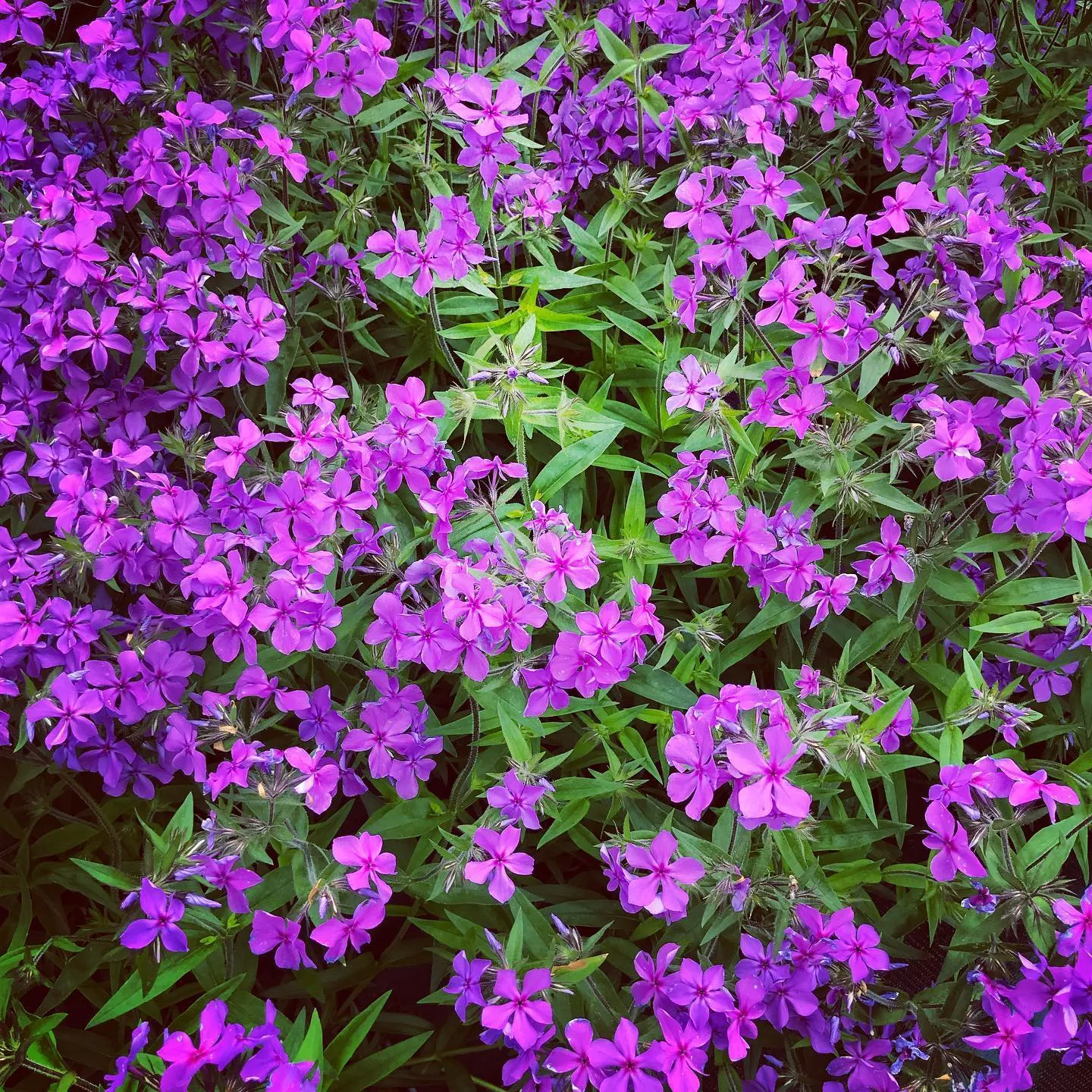 creeping-phlox-paparazzi-jagger Creeping Phlox 'Paparazzi Jagger'