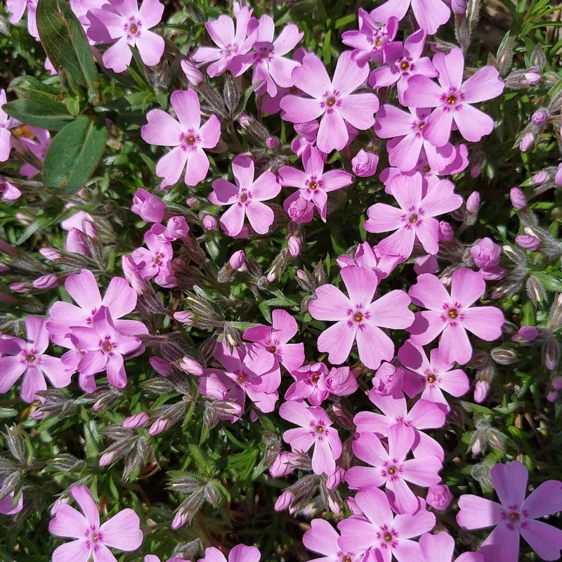 Creeping Phlox 'Trot Pink'