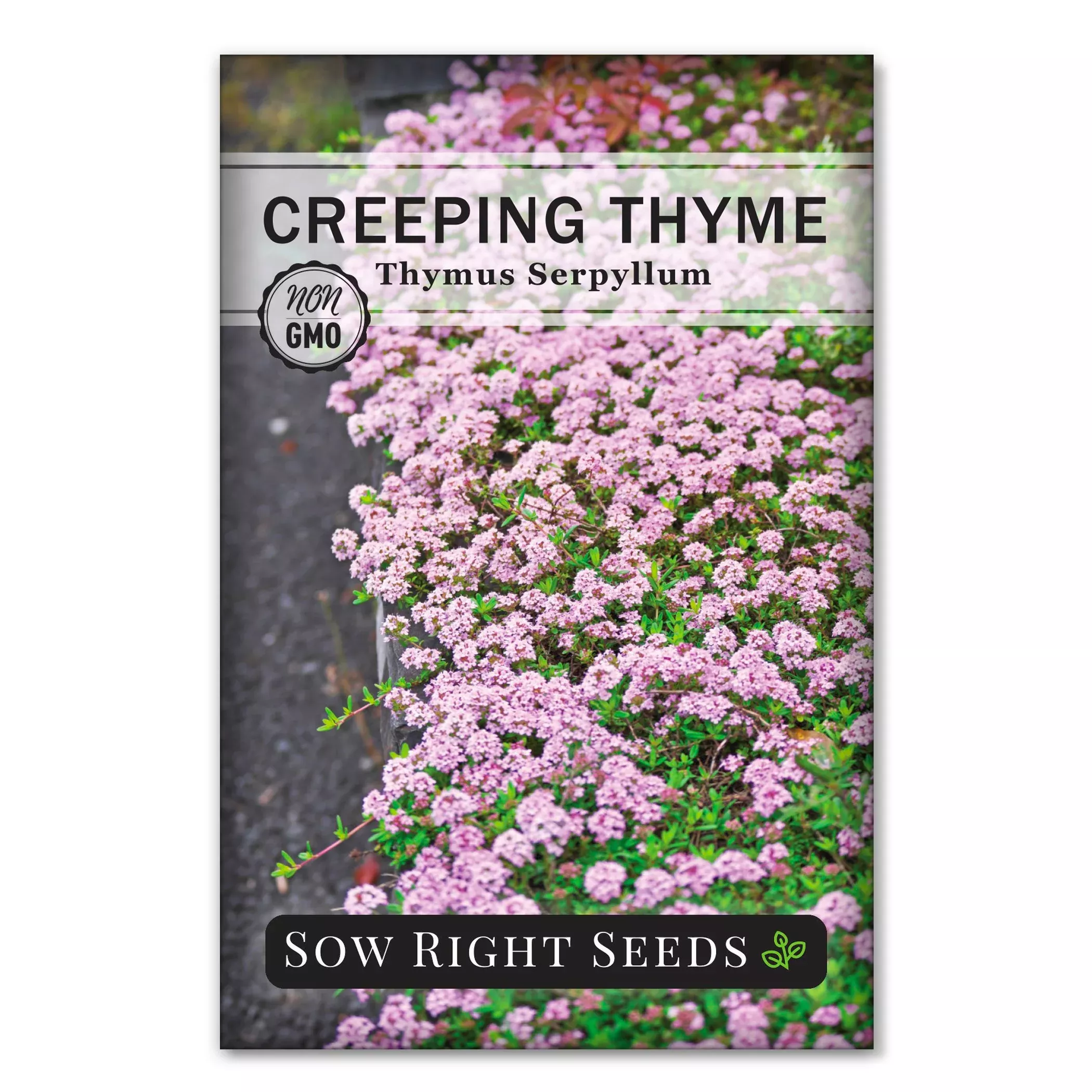 creeping-thyme Creeping Thyme
