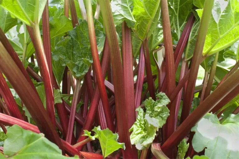 Crimson Cherry Rhubarb