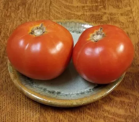 Crimson Cushion Tomato