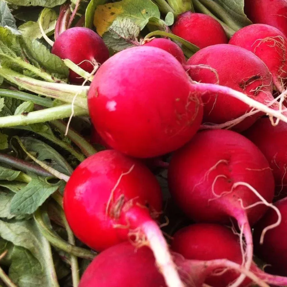 crimson-giant-radish Crimson Giant Radish