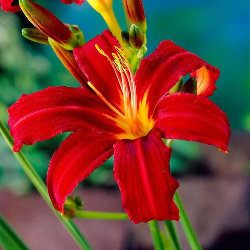 crimson-pirate-daylily Crimson Pirate Daylily